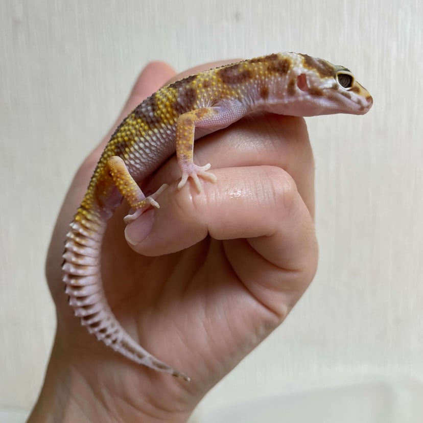 スノータンジェリン