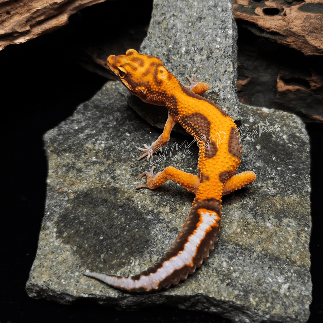 ヒョウモントカゲモドキ ブラッドトレンパー