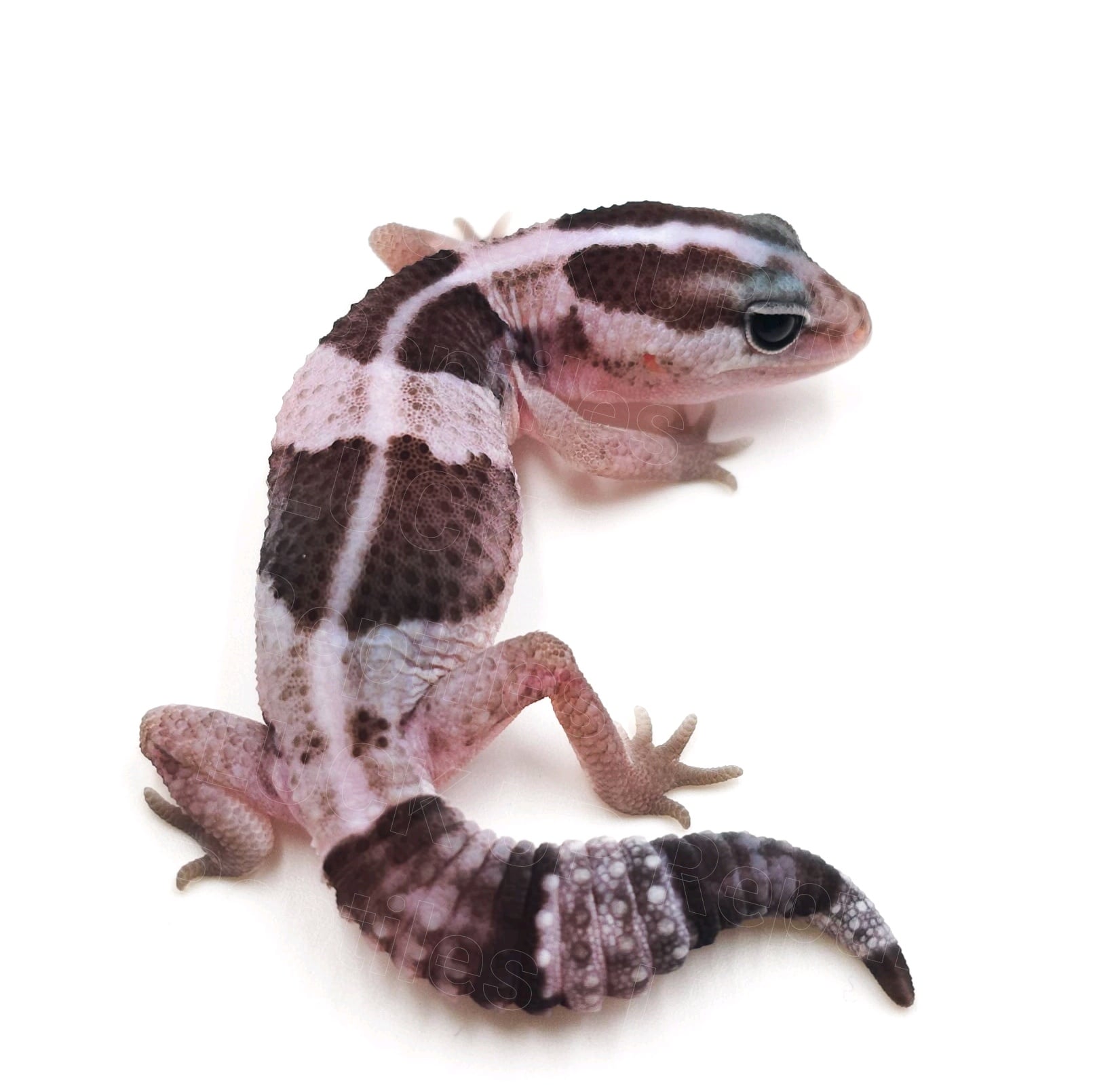 ニシアフリカトカゲモドキ オレオ