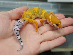 ヒョウモントカゲモドキ サイクスサンバーストタンジェリン