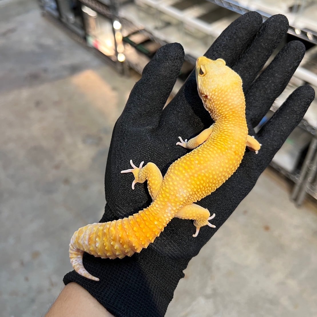 ヒョウモントカゲモドキ レインウォーターhetマーフィー