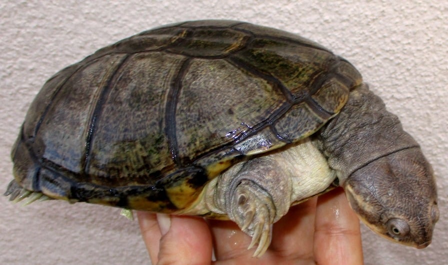 アダンソンハコヨコクビガメ 