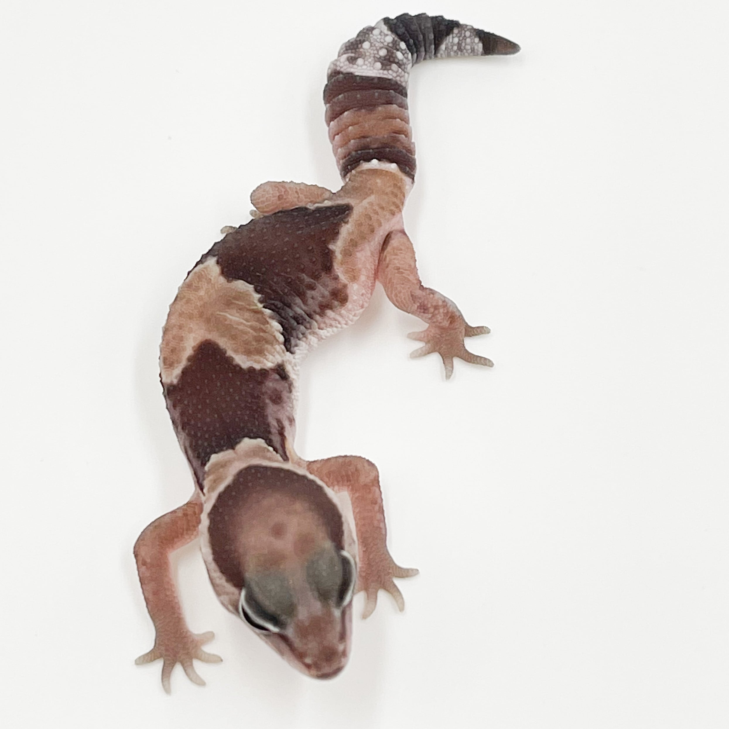 ニシアフリカトカゲモドキ ノーマルhetオレオ