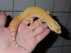ヒョウモントカゲモドキ ベルアルビノサングロー