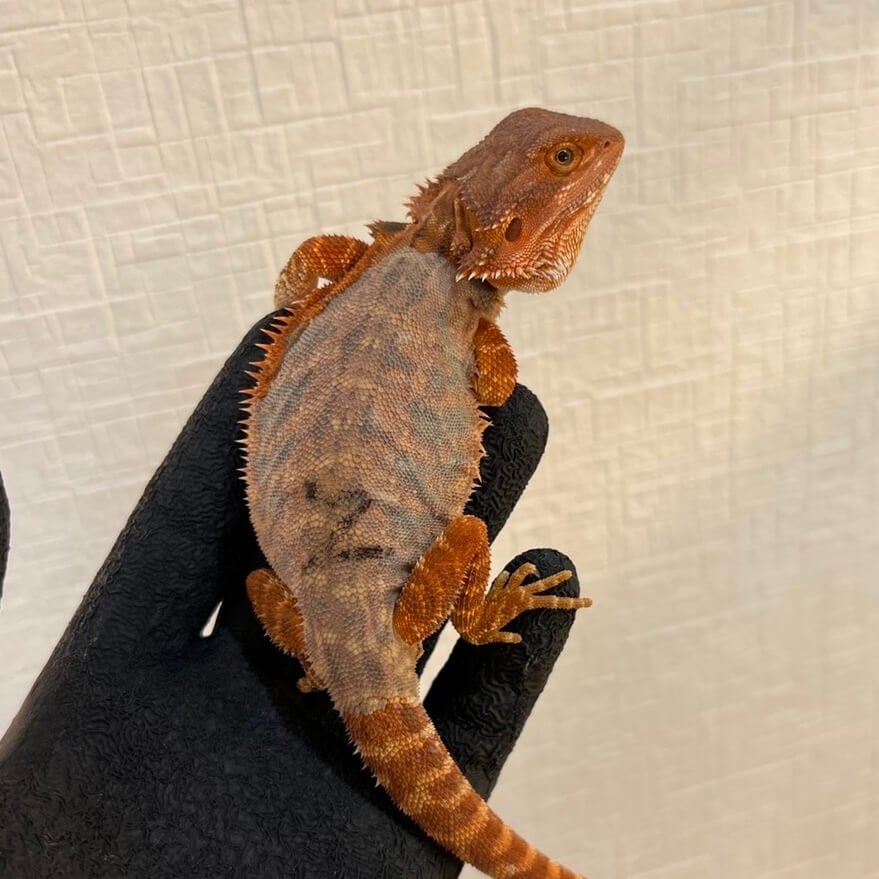 フトアゴヒゲトカゲ ダークレッド