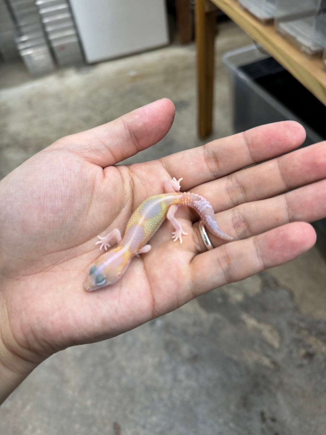 ニシアフリカトカゲモドキ アメルズールー