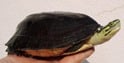アンボイナハコガメ 