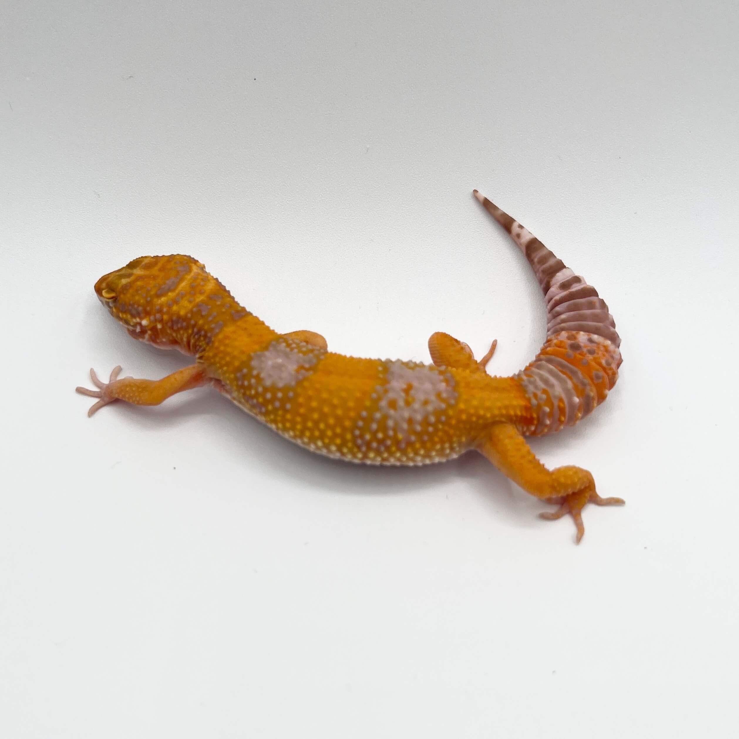 ヒョウモントカゲモドキ タンジェロ