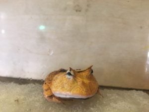 ツノガエル ブラウン