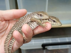サバンナモニター 