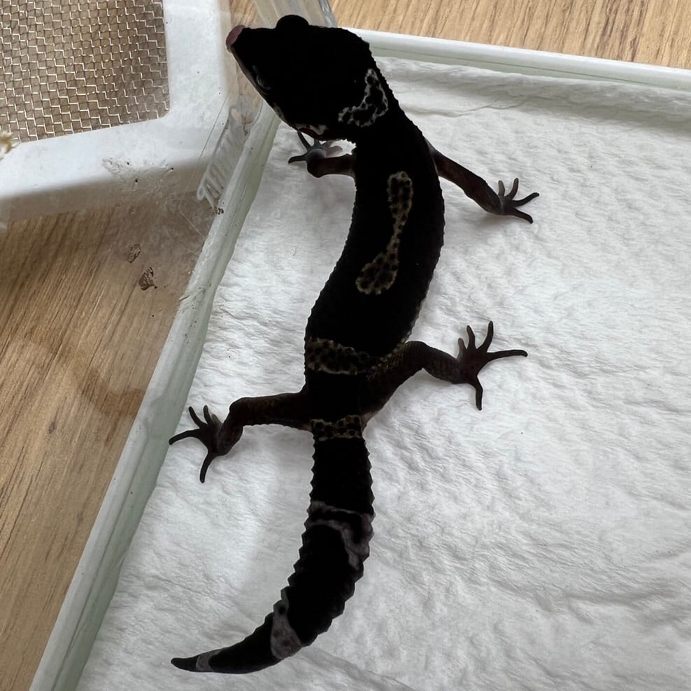 ヒョウモントカゲモドキ ブラックナイト