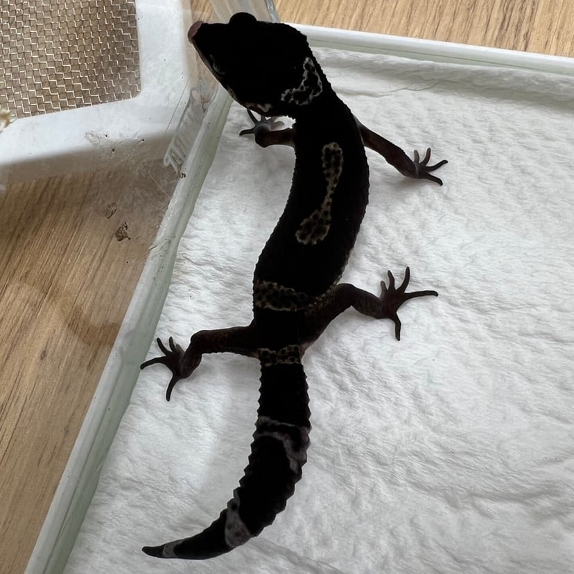 ブラックナイト