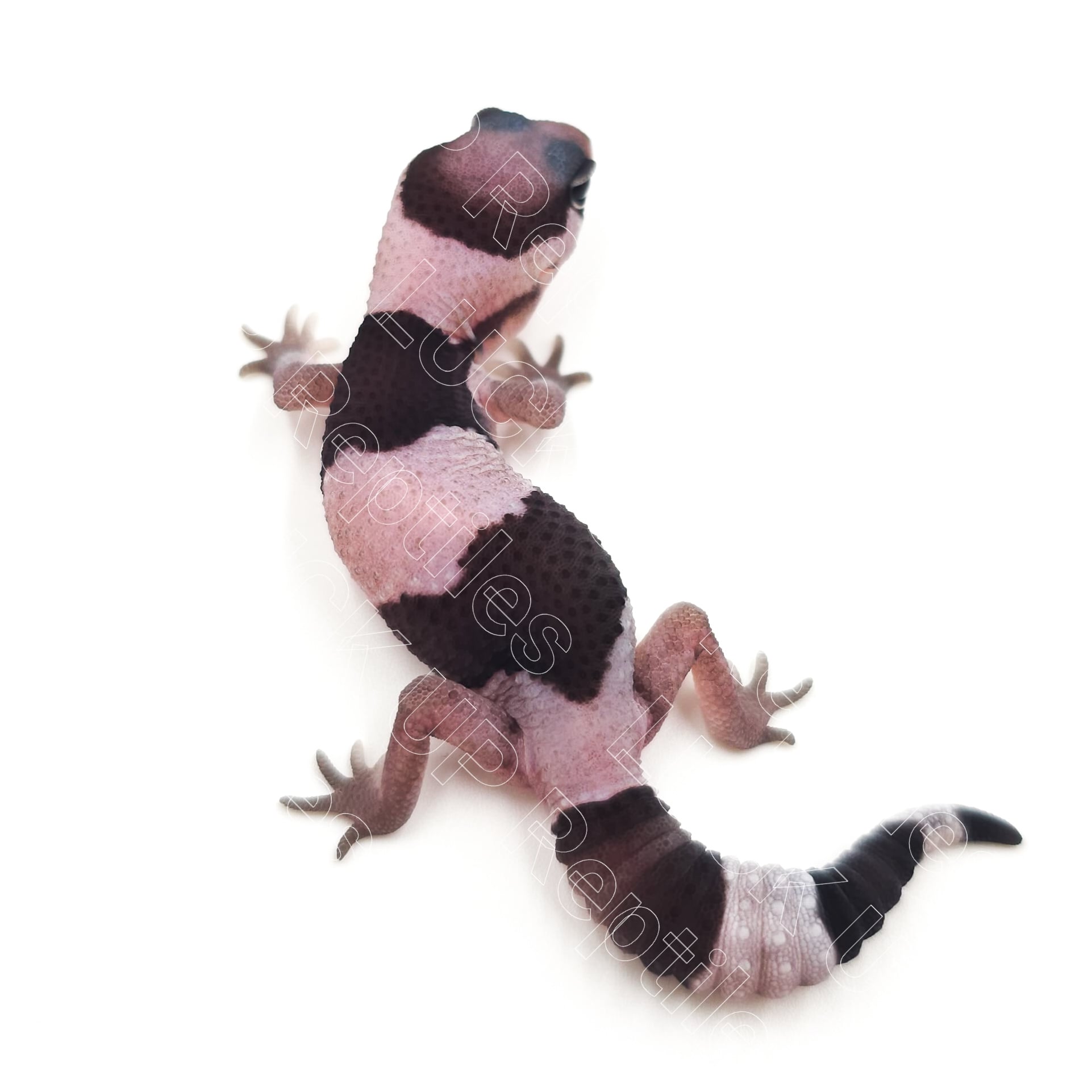 ニシアフリカトカゲモドキ オレオ