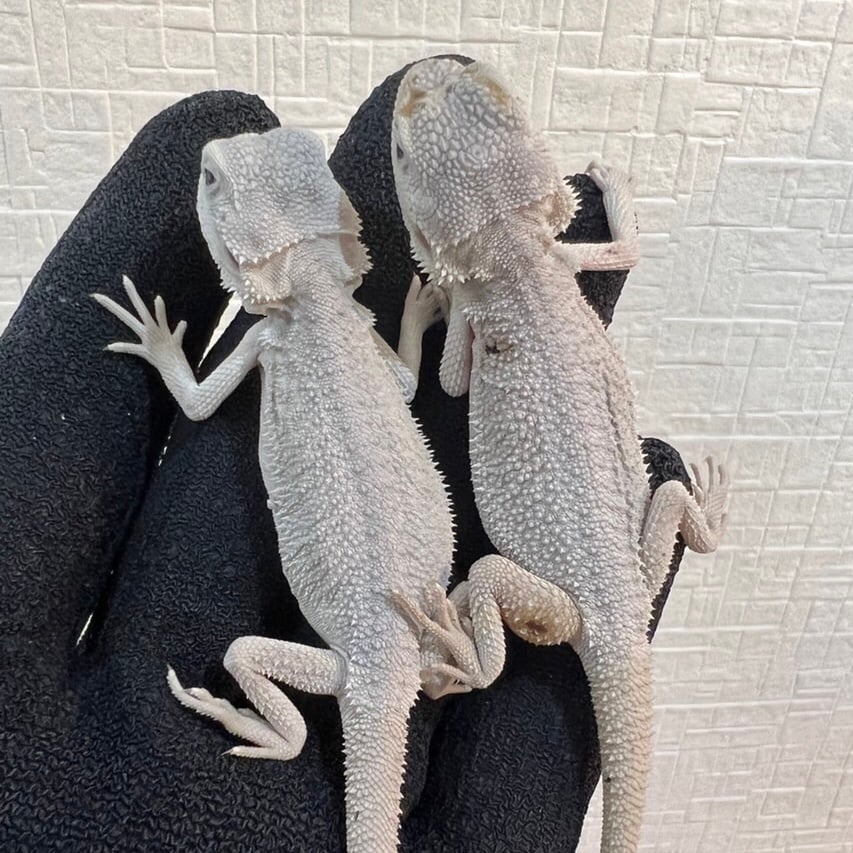 フトアゴヒゲトカゲ ハイポゼロ