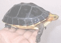 チュウゴクセマルハコガメ 