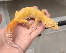 ヒョウモントカゲモドキ サイクスエメリントレンパーアルビノ