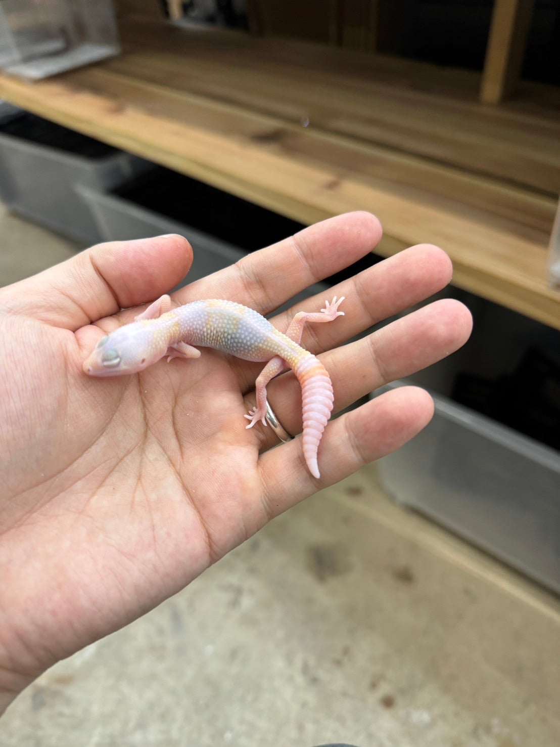 ニシアフリカトカゲモドキ ラキビノhetオレオ
