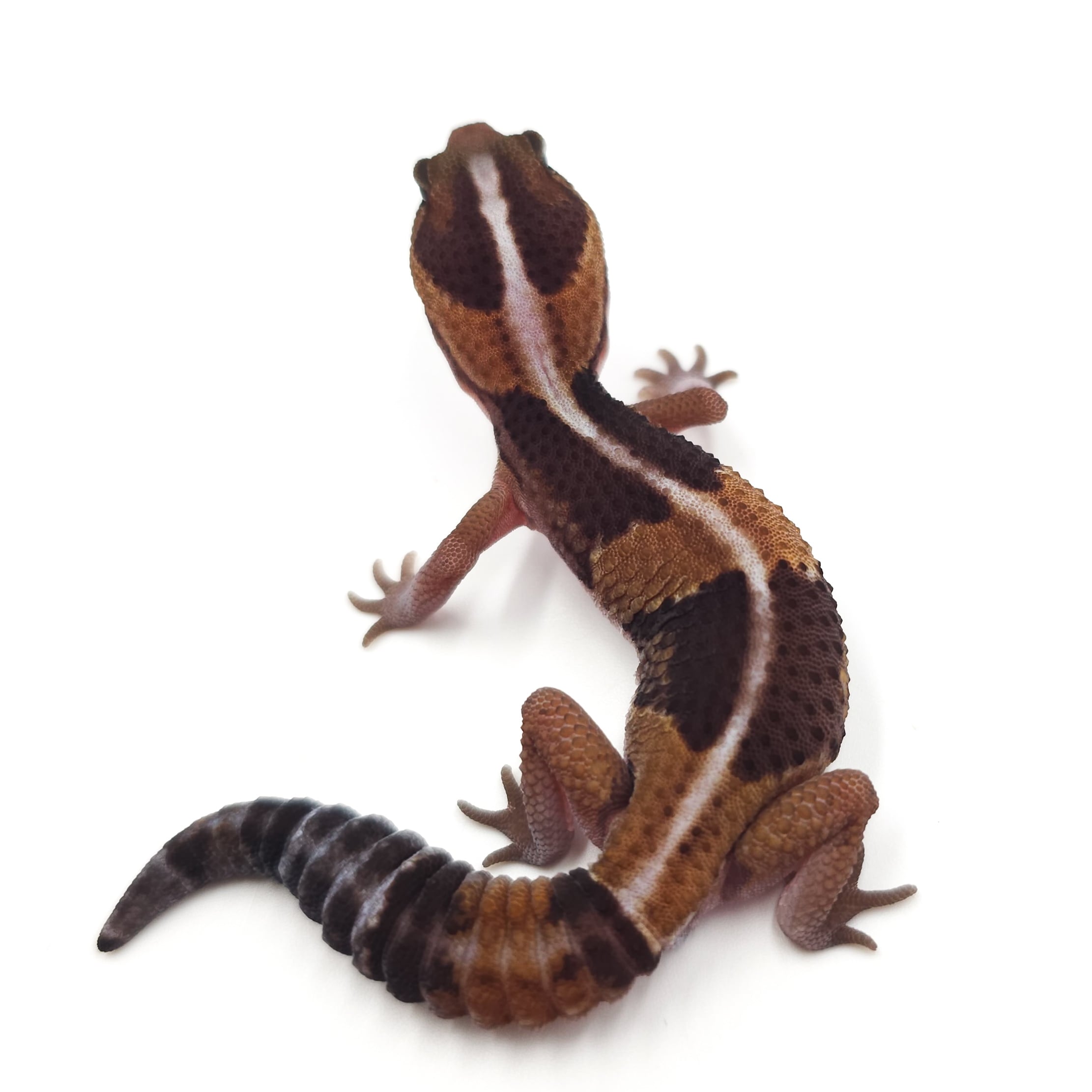 ニシアフリカトカゲモドキ ノーマルhetアメル