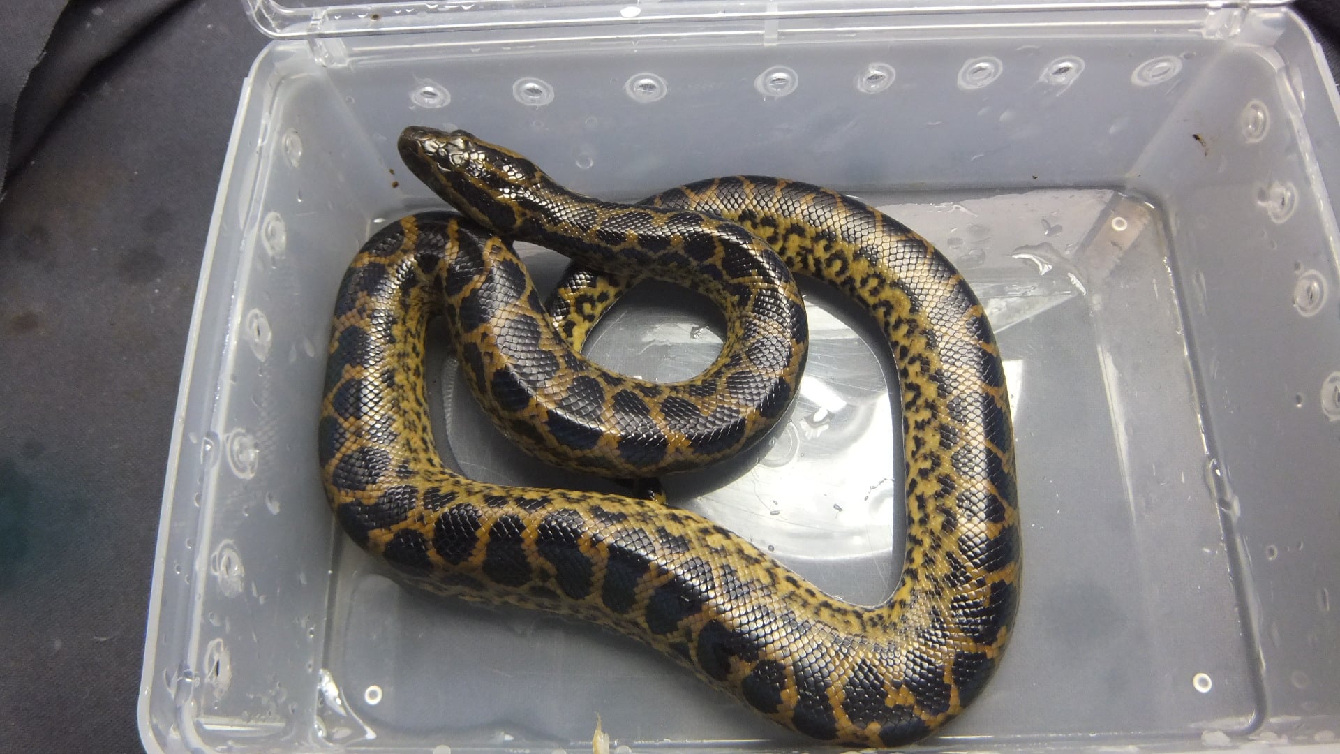 イエローアナコンダ アザンティックhet