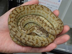 カーペットパイソン キャラメルゼブラジャガー
