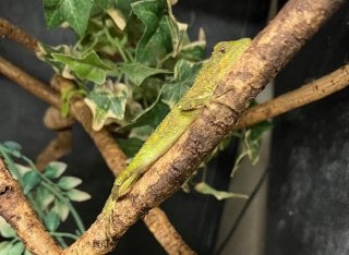オキナワキノボリトカゲ 