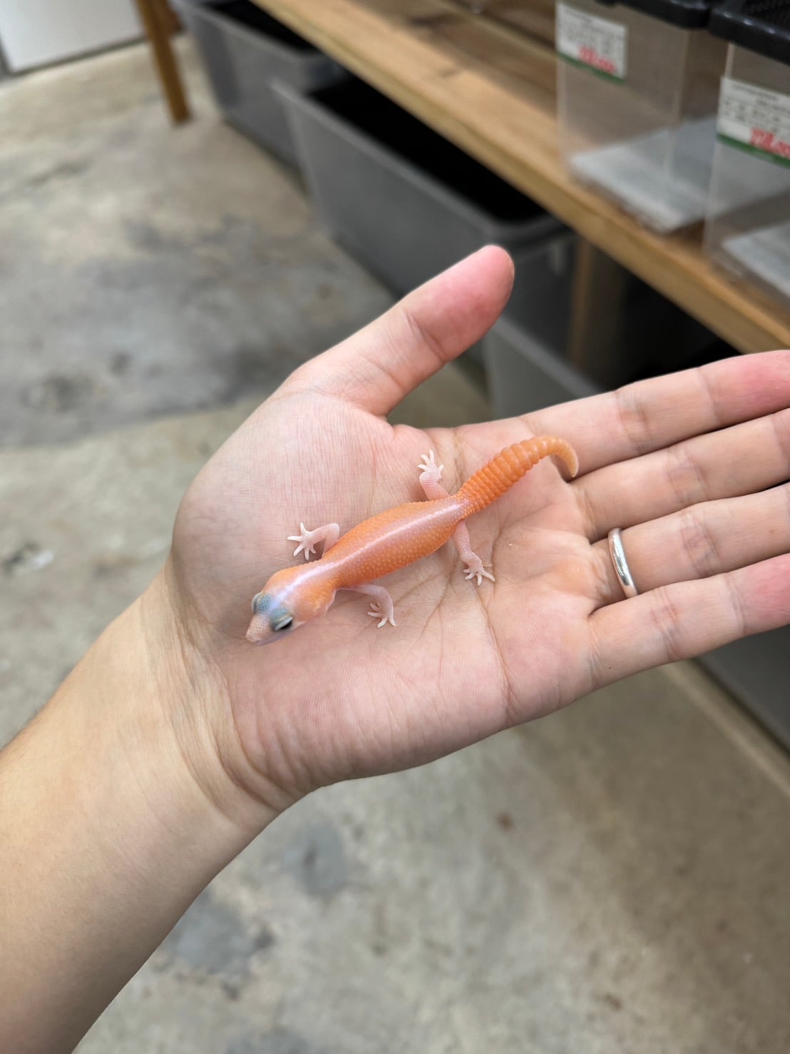 ニシアフリカトカゲモドキ アメルパティhetスノー