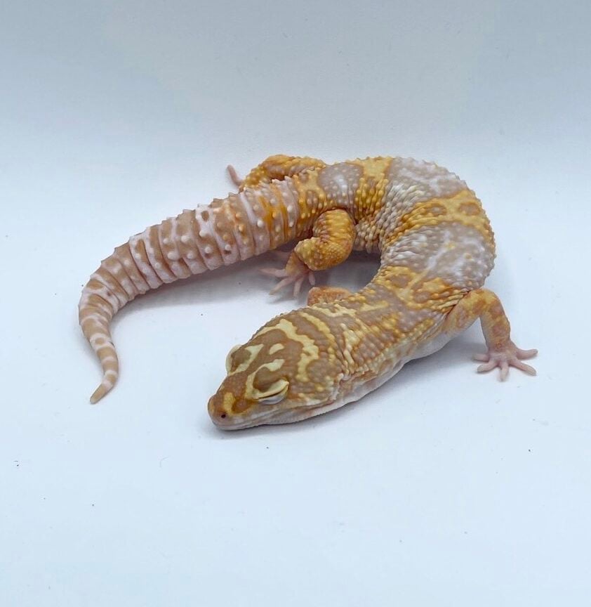 ヒョウモントカゲモドキ トレンパー