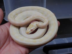 カーペットパイソン スノー