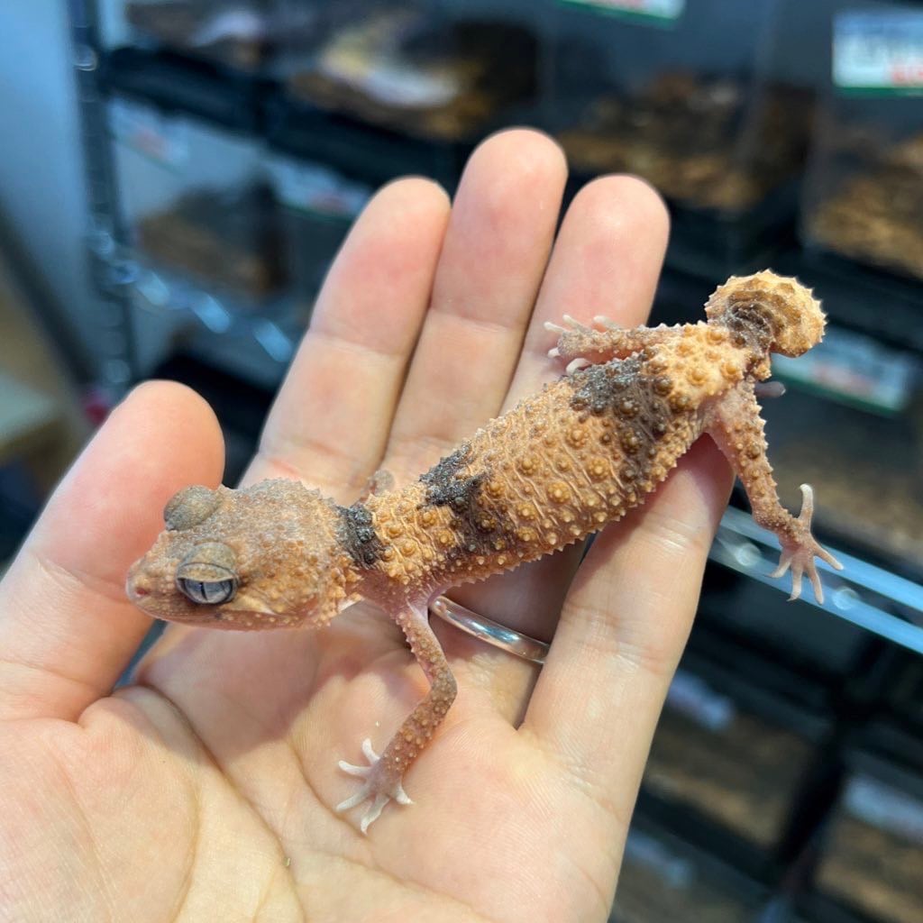 オビタマオヤモリ 