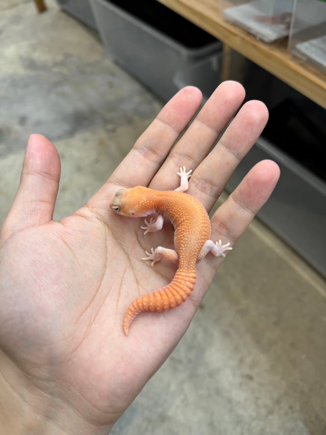 ニシアフリカトカゲモドキ アメルパティhetスノー