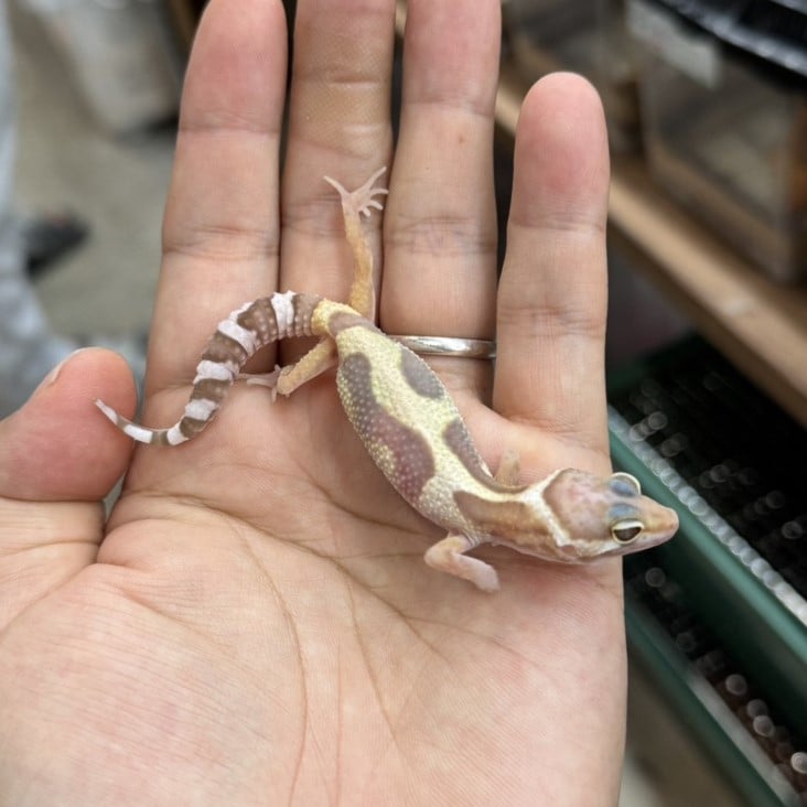 ヒョウモントカゲモドキ スノートレンパー