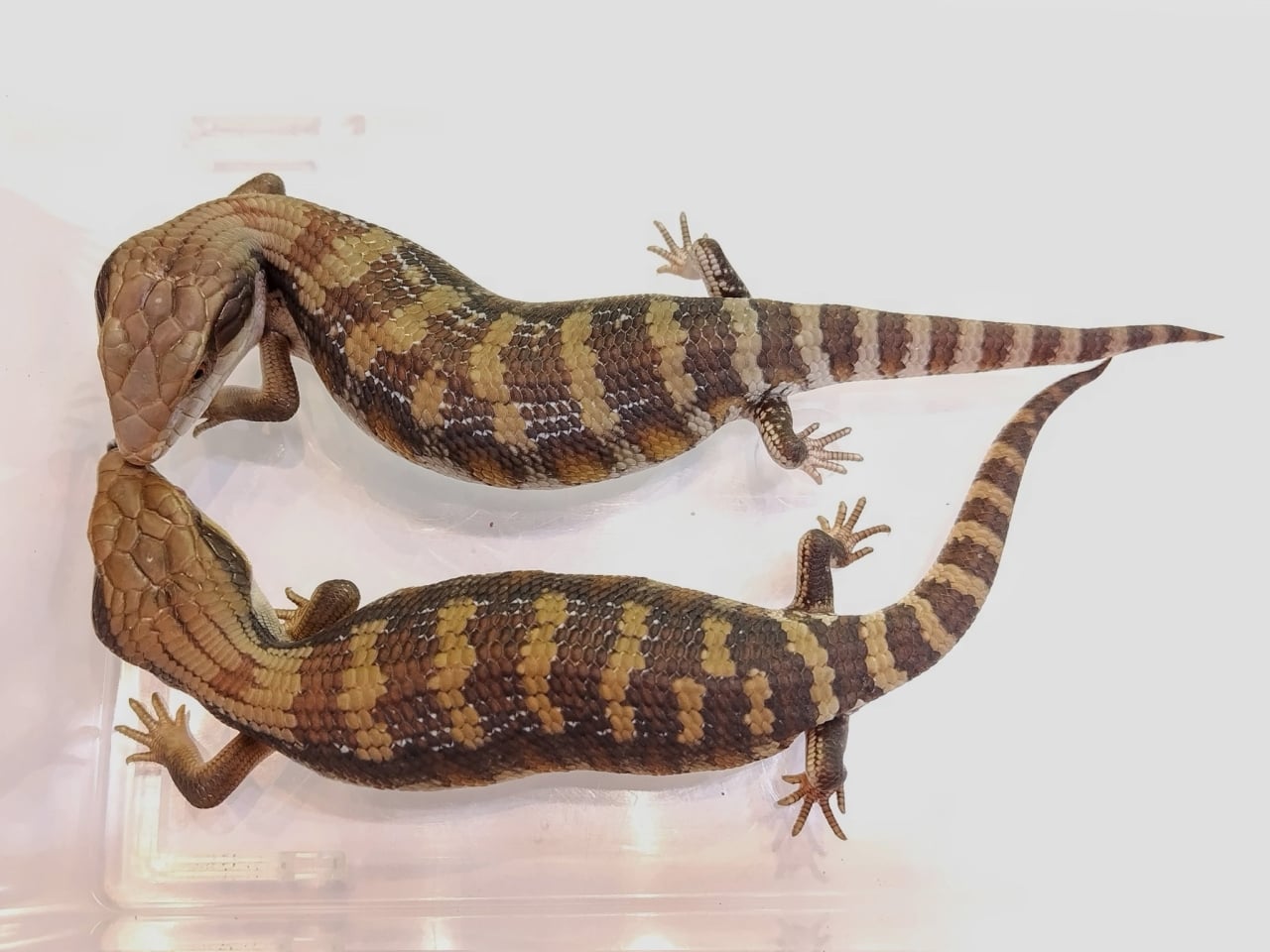 アオジタトカゲ 