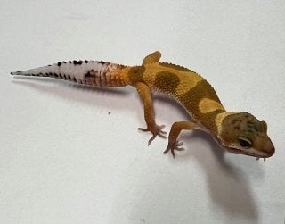 ヒョウモントカゲモドキ スーパーハイポタンジェリン