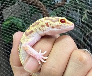 ヒョウモントカゲモドキ レーダー