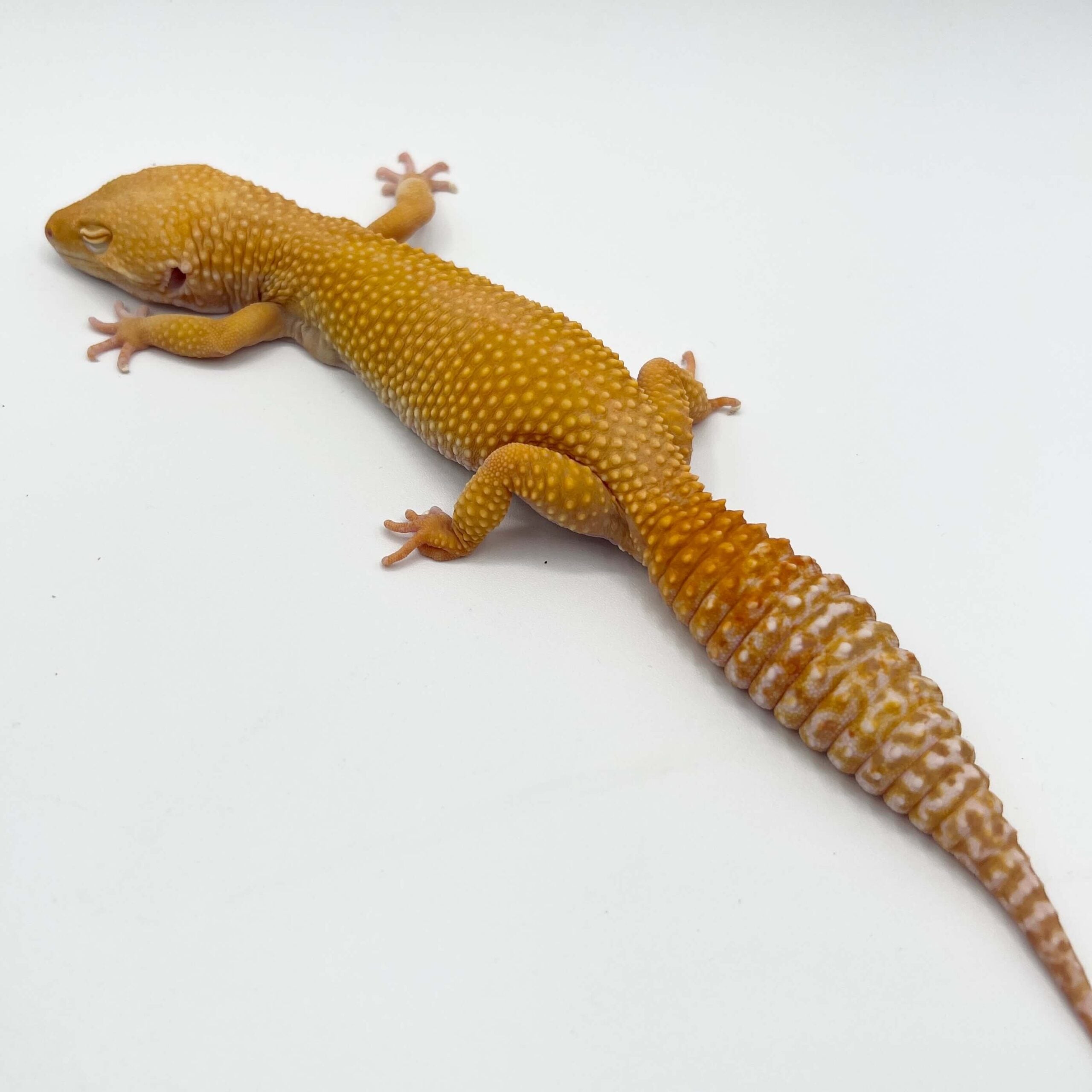 ヒョウモントカゲモドキ サングロートレンパー
