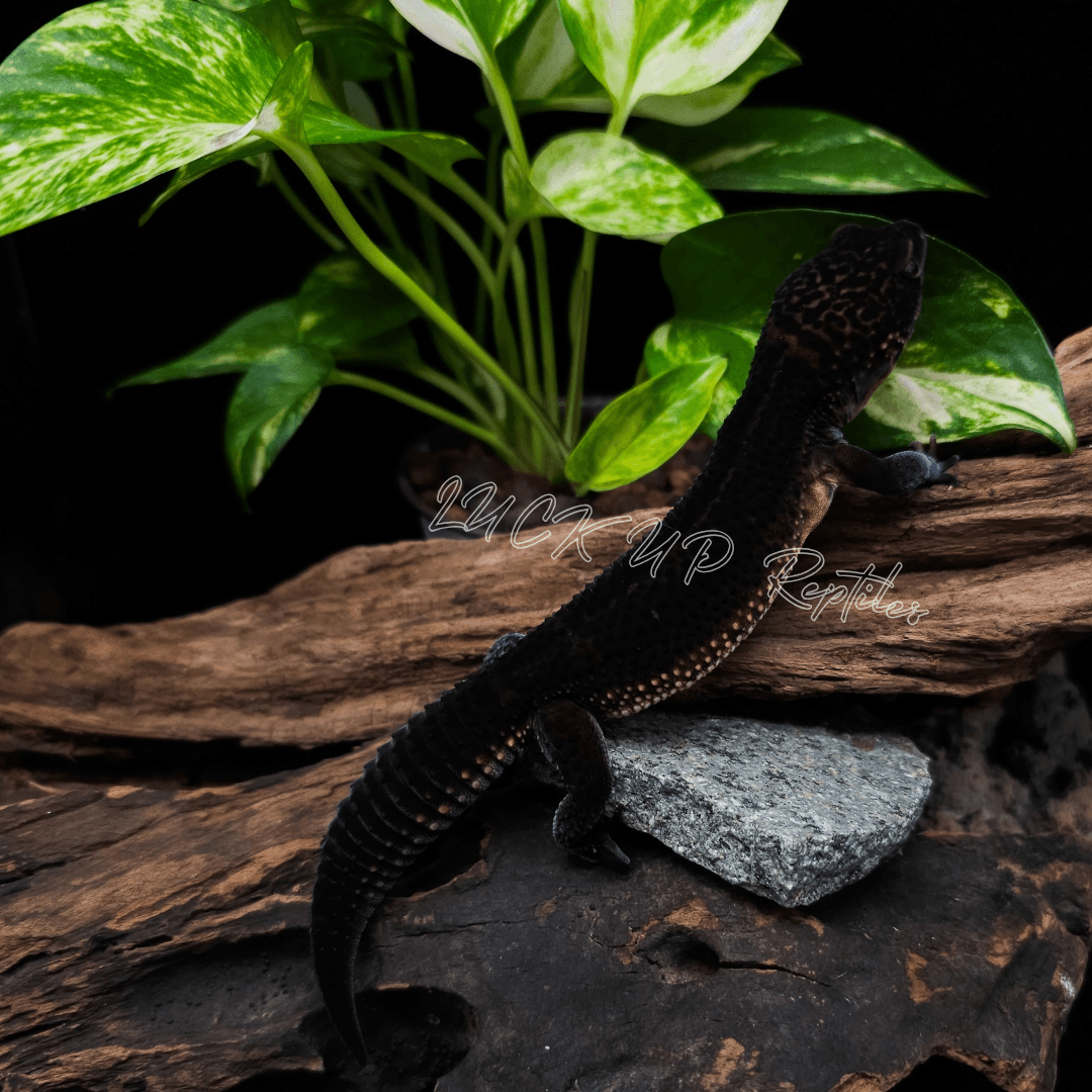 ヒョウモントカゲモドキ ブラックナイト