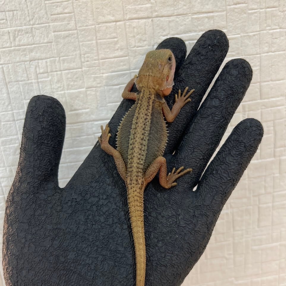 フトアゴヒゲトカゲ サンダーボルト