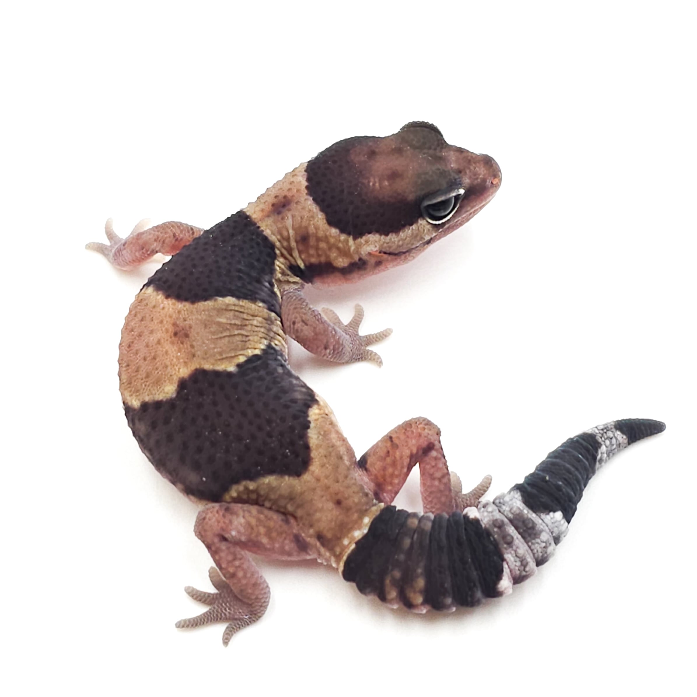 ニシアフリカトカゲモドキ ノーマルhetオレオ