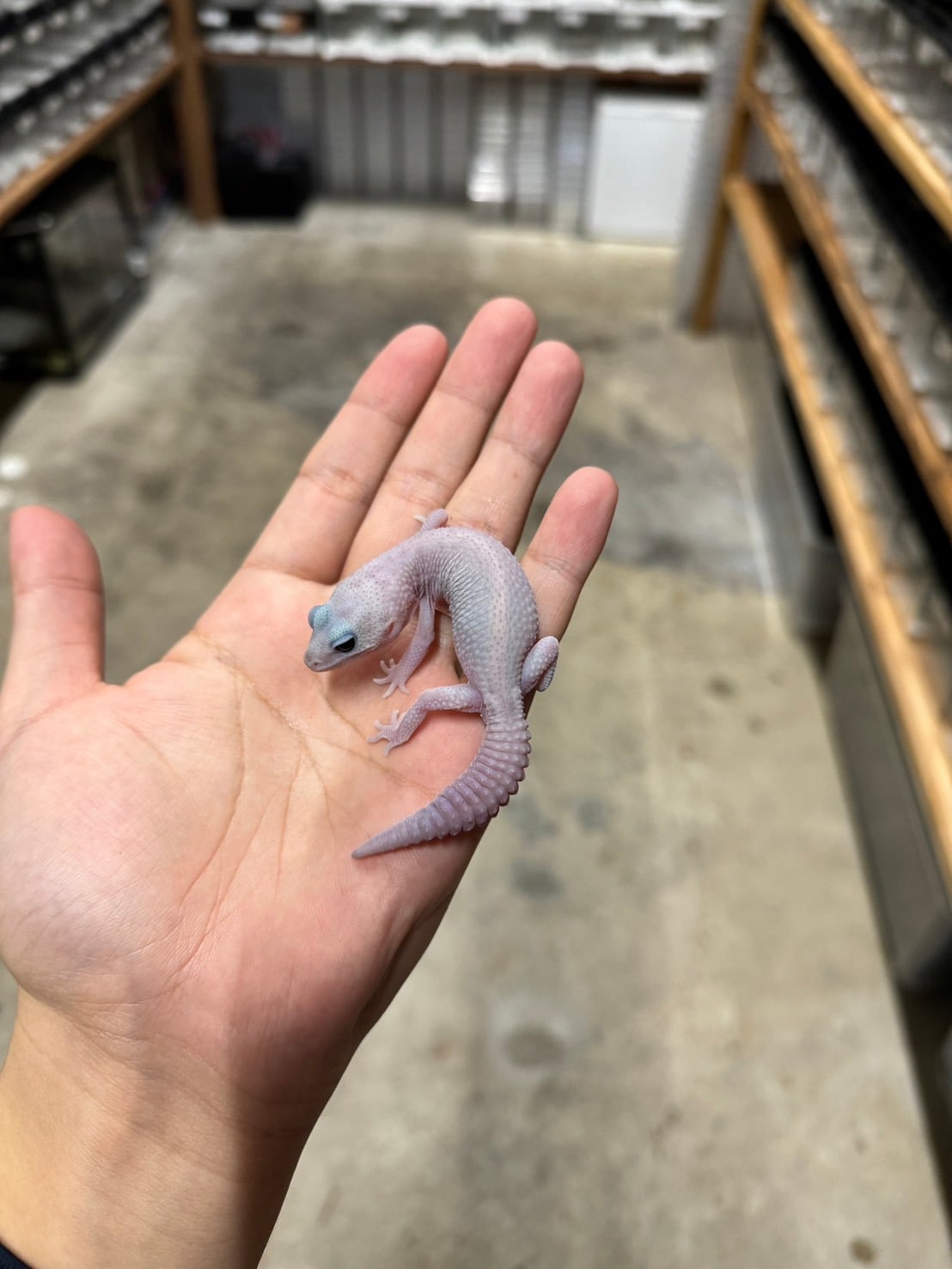 ニシアフリカトカゲモドキ パーペルヘイズ