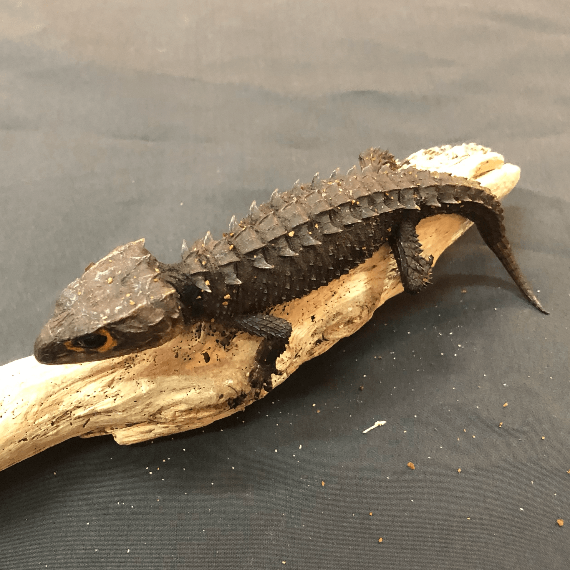 カブトトカゲ 