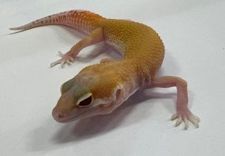 ヒョウモントカゲモドキ ラプター