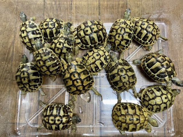 ヘルマンリクガメ 
