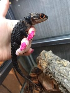 カブトトカゲ 
