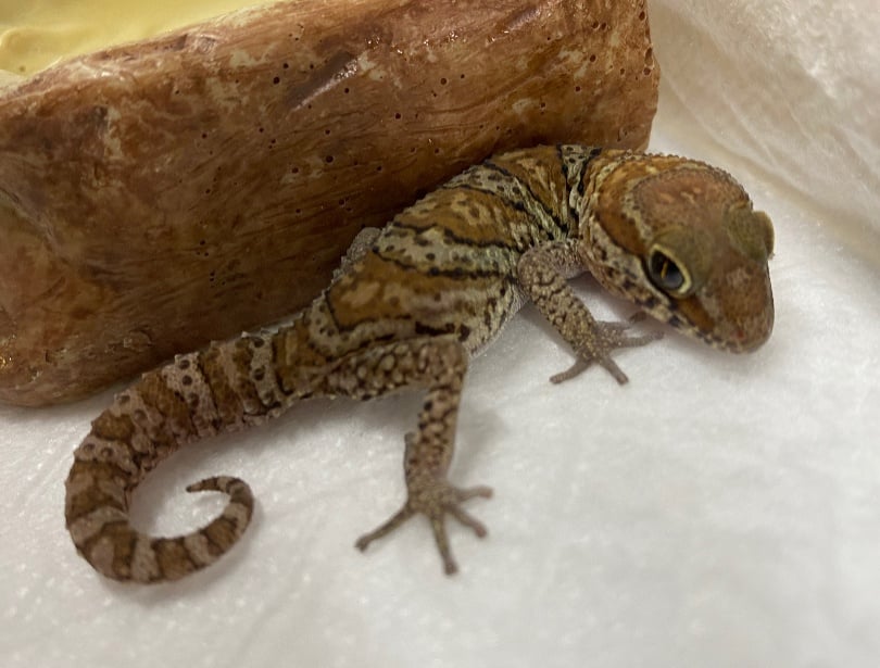 ソメワケササクレヤモリ 