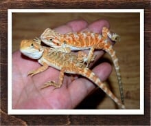 フトアゴヒゲトカゲ レッド