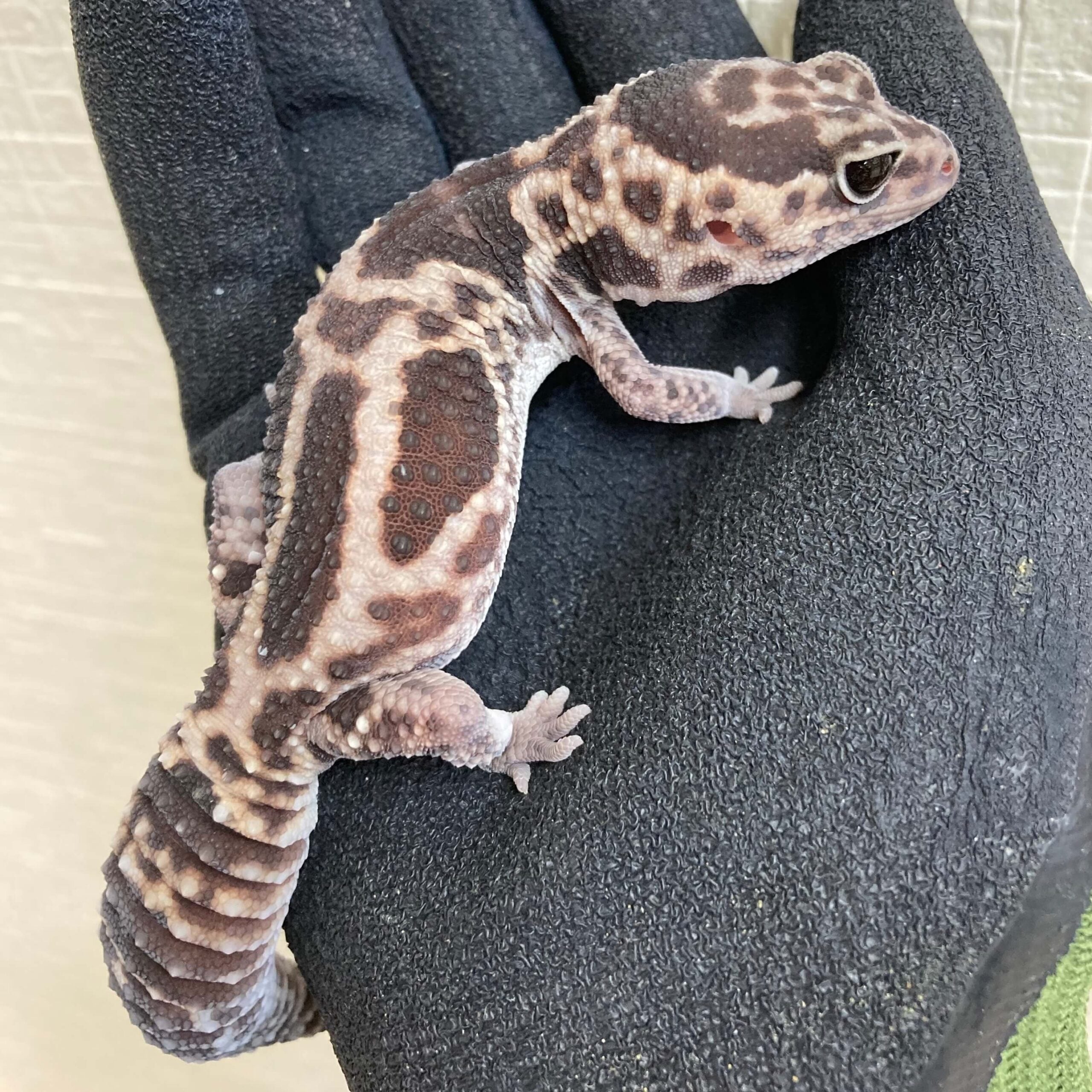 ニシアフリカトカゲモドキ ホワイトアウトアベラント