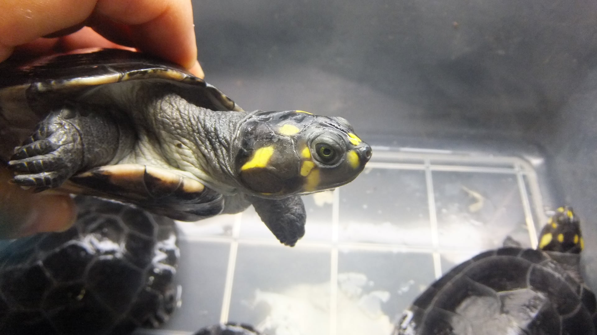 モンキヨコクビガメ 