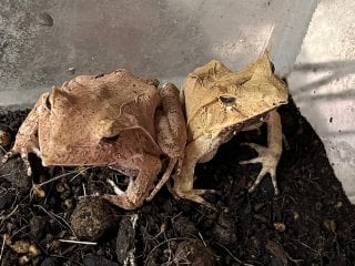 コノハガエル 