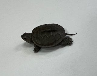 ノーザンダイヤモンドバックテラピン 