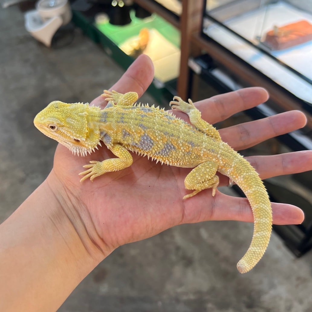 フトアゴヒゲトカゲ スーパーイエロー
